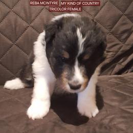 Shetland Sheepdog Puppies from Country Acres Shetland Sheepdogs