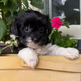 Female 3 - Black female Morkie puppy in Ludlow, Missouri from Countryside Doodles and Mohr