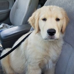 Golden Retriever Puppies from OPK GOLDENS