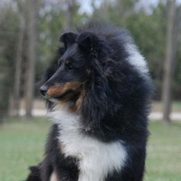 Bindi - Shetland Sheepdog