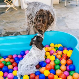 Wirehaired Pointing Griffon Puppies from Cathy West