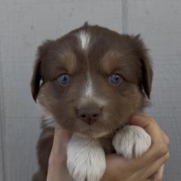 Posey - Red tri female Miniature Australian Shepherd puppy in North Lakeport, California from Wild Rose Ranch