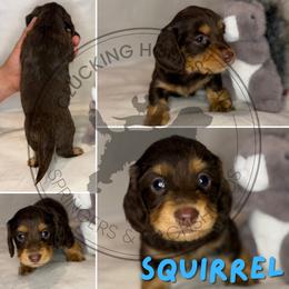 Squirrel - Chocolate and tan male Dachshund puppy in Fond Du Lac, Wisconsin from Clucking Homestead Springers & Dachshunds