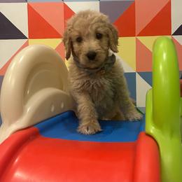 Mr. Gray - Cream male Goldendoodle puppy in Blue Springs, Missouri from Farmstead 51