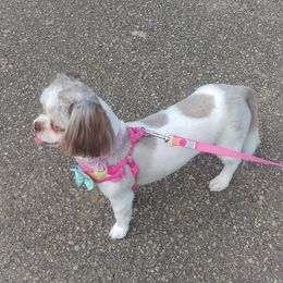 Layla - Shih Tzu