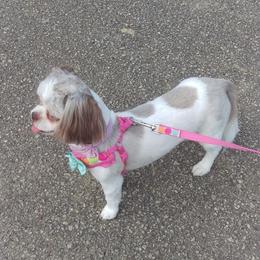 Layla - Shih Tzu