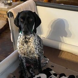 German Shorthaired Pointers from Hurricane Kennel