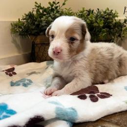 Phoenix - Red merle male Australian Shepherd puppy in Murrayville, Georgia from Mountain Ridge Aussies