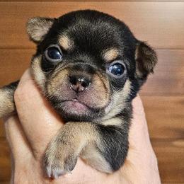 AKC Brandon in Maine 3000.00 - Black and tan male Chihuahua puppy in Newport, Maine from Pinewood Acres Chihuahuas