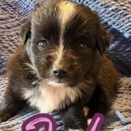 Jade - Black tri female Toy Australian Shepherd puppy in Union Grove, North Carolina from Grove Farm