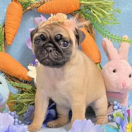 Apricot Girl (Blue toe) - Fawn female Pug puppy in Tulsa, Oklahoma from Locust Creek Pugs