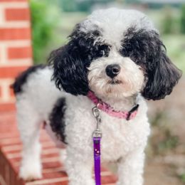 Dottie - Poodle
