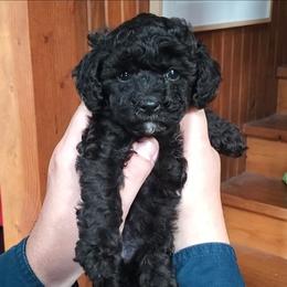 Lilac Toy Poodle Raised in Home - Black female Poodle puppy in Falcon, Missouri from Cedar House Heritage Poodles | AKC Toy & Miniature Poodle Puppies Raised in Home