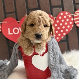 Greg - Red  male Goldendoodle puppy in Huntington, Utah from Krispydoodle
