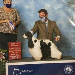 Fergie - Cocker Spaniel