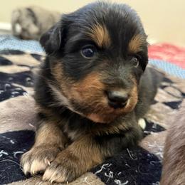 Mulan - Black tri-color female Australian Shepherd puppy in East Hartford, Connecticut from CT Aussies
