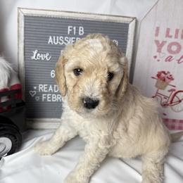 Black collar - Cream male Aussiedoodle puppy in Mount Ulla, North Carolina from Girls of anarchy farm