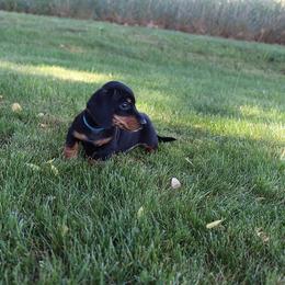 Boy 1 - Black and tan male Dachshund puppy in Craig, Colorado from Rocky Mountain Shih Tzus and Dry Creek Miniature Dachshunds