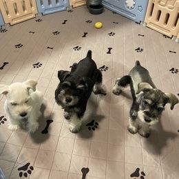 Miniature Schnauzer Puppies from Miniature Schnauzer Paradise llc