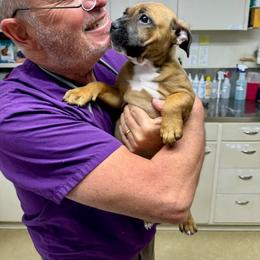 Staffordshire Bull Terrier Puppies from Moonspinner Staffords