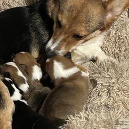 Labrador Retrievers and Pembroke Welsh Corgis from Lazy Duck Labradors/ Pembroke Welsh Corgi