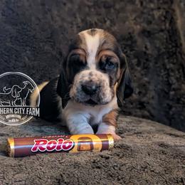 Rolo - Black brown and white male Basset Hound puppy in Talbotton, Georgia from Southern City Bassets