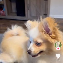 Pomeranian and Pomsky All Grown Up from Southern Poms of Texas