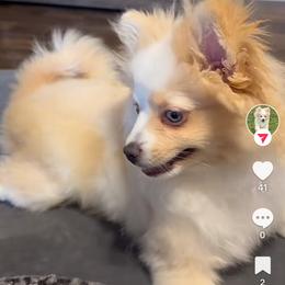 Pomeranian and Pomsky All Grown Up from Southern Poms of Texas