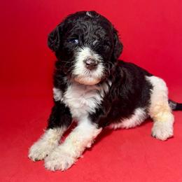 Milo - Parti male Poodle puppy in Snellville, Georgia from Felicia's French Bulldogs