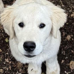 Phoenix - Light golden female Golden Retriever puppy in Lebec, California from Socalretrievers