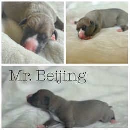Mr. Beijing - Blue fawn male Italian Greyhound puppy in Texas from Italian Greyhounds of Frisco