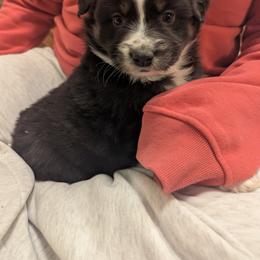 Fire - Black tri-color female Australian Shepherd puppy in Pekin, Illinois from Rockin' Aussies