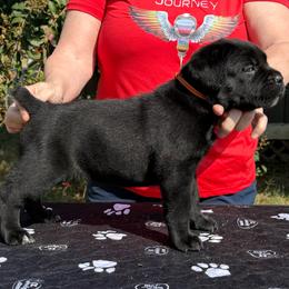 Orange Collar - Black female Cane Corso puppy in Paris, Texas from Knucklehead Cane Corso