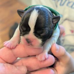 Nipsy (Green Collar) - Black and white male Boston Terrier puppy in Littleton, Colorado from Boston Jelly Beans