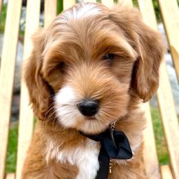 Piglet - Red female Australian Labradoodle puppy in Upland, California from Kings Labradoodles