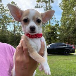 Jack - Cream and white male Chihuahua puppy in Georgia & Florida, Georgia from Fiesta Pups