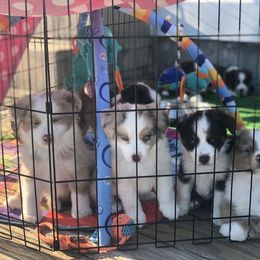 Miniature American Shepherd Puppies from All That Auss Mini Aussies