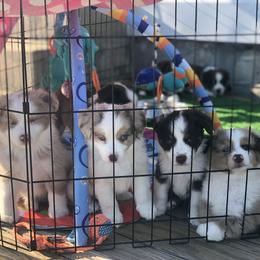Miniature American Shepherd Puppies from All That Auss Mini Aussies
