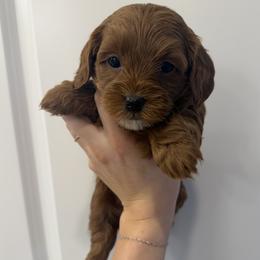 Black boy - Red  male Goldendoodle puppy in Nampa, Idaho from Mar Doodles LLC