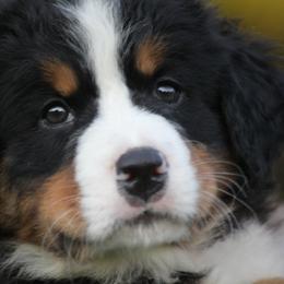 Bernese Mountain Dog Puppies from Bernese Beauties