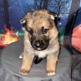 Coco - Sable female German Shepherd puppy in Magnolia, Texas from K & Q Shepherds