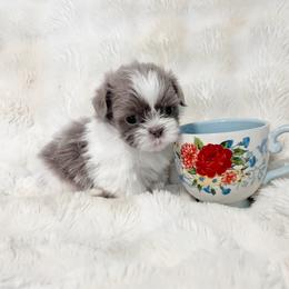 Little AKC Blue Periwinkle - Blue and white male Shih Tzu puppy in Greenville, South Carolina from Babyface Shih Tzu