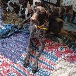 Buck - Liver roan male German Shorthaired Pointer puppy in Elberta, Alabama from Old Orchard Farm