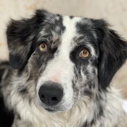 kit - Australian Shepherd