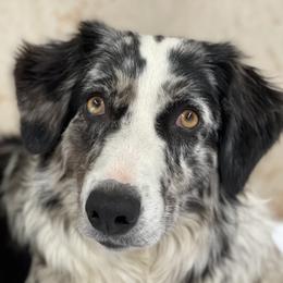 kit - Australian Shepherd