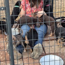 Otterhound Puppies from Vonda Rouleau