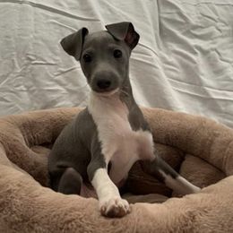 Italian Greyhounds from Bethany's Italian Greyhounds