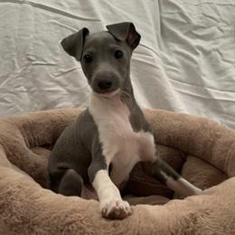 Italian Greyhounds from Bethany's Italian Greyhounds