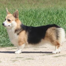 Yoshi - Black and tan female Pembroke Welsh Corgi puppy in West, Texas from Rustic Spur Kennel