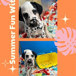 AKC LUA Lincoln - White and black male Dalmatian puppy in Euless, Texas from 101 Dew Dream Valley Dalmatians
